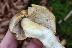 Tricholoma sejunctum