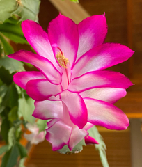 Schlumbergera truncata