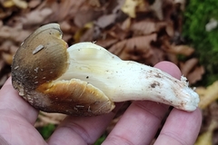 Tricholoma sejunctum