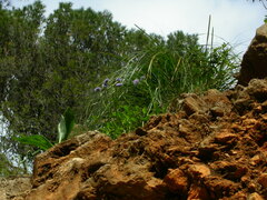 Globularia majoricensis
