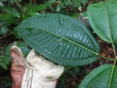 Miconieae