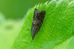 Dichrorampha acuminatana