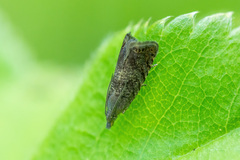 Dichrorampha acuminatana