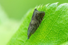 Dichrorampha acuminatana