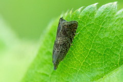 Dichrorampha acuminatana