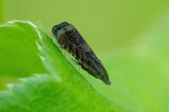 Dichrorampha acuminatana