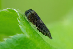 Dichrorampha acuminatana