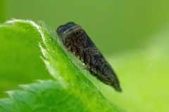 Dichrorampha acuminatana