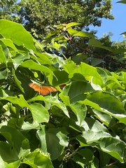 Dryas iulia moderata