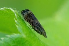 Dichrorampha acuminatana