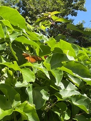 Dryas iulia moderata