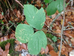 Rubus castellarnaui