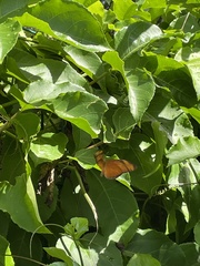 Dryas iulia moderata