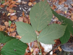 Rubus castellarnaui