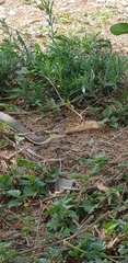 Psammophis mossambicus