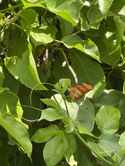 Dryas iulia moderata