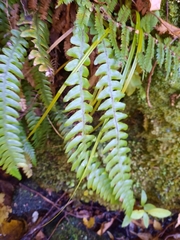 Blechnum chambersii