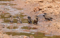 Spermestes cucullata