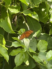 Dryas iulia moderata