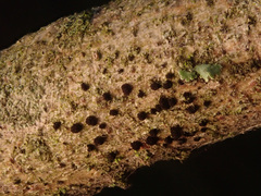 Trimmatostroma salicis