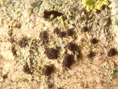Trimmatostroma salicis