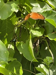 Dryas iulia moderata