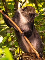 Cercopithecus mitis albogularis