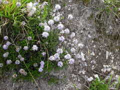 Globularia cordifolia