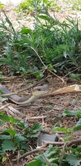 Psammophis mossambicus