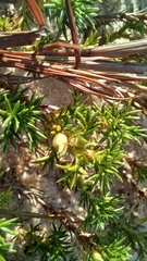 Margyricarpus