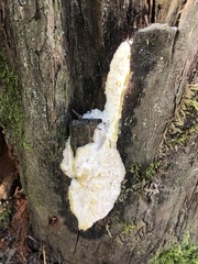 Fuscopostia fragilis