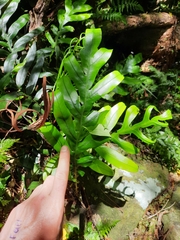 Blechnum colensoi