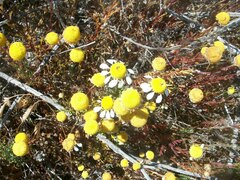 Oncosiphon africanus