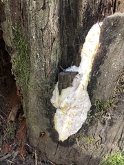 Fuscopostia fragilis