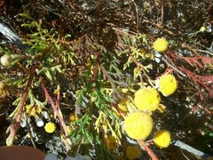 Oncosiphon africanus