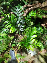 Blechnum colensoi