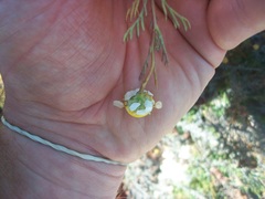 Oncosiphon africanus