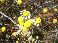 Oncosiphon africanus