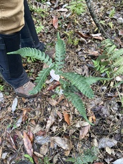 Deparia petersenii