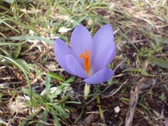 Crocus serotinus