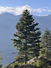 Pinus wallichiana
