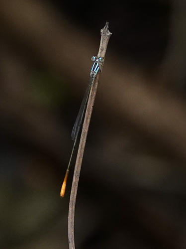Lucifer Swampdamsel photographed in Florida