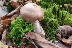 Cortinarius torvus