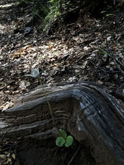 Codonorchis lessonii