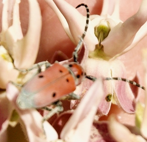 Ringed Long-horned Beetle