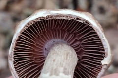Cortinarius torvus