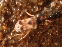 Scolopostethus thomsoni