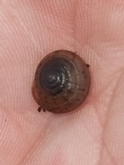 Polygyra cereolus