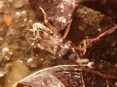 Scolopostethus thomsoni