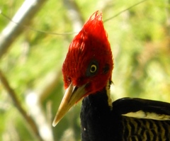 Campephilus guatemalensis